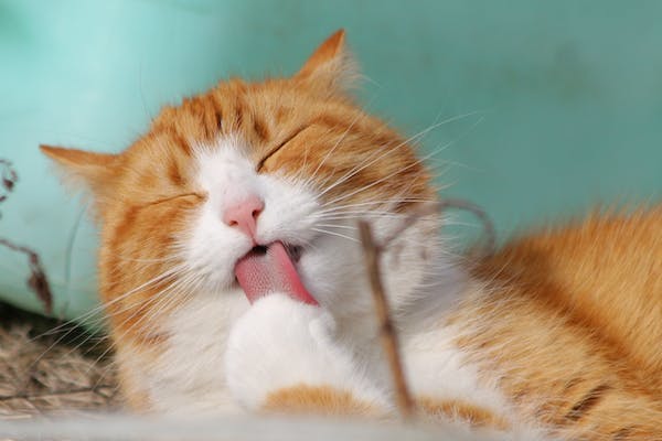 Why Is My Cat Sleeping within the Litter Box_ A Cat Behaviorist Offers Us the Scoop